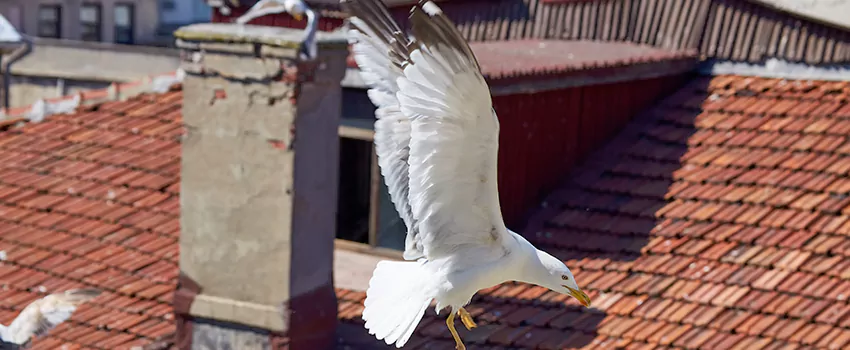 Residential Chimney Animal Removal Solution in Mount Vernon, IL